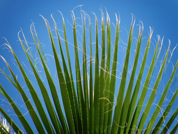 对称的棕榈叶对蓝蓝的天空 — 图库照片