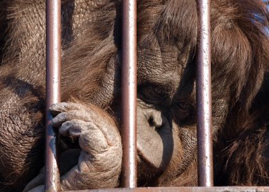 üzgün orangutan