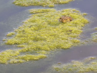 su bitkileri üzerinde dinlenme yeşil kurbağa