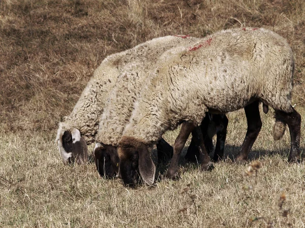 3 sheep grazing — Stock Photo, Image