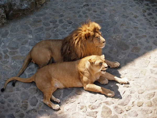 Löwe und Löwin — Stockfoto