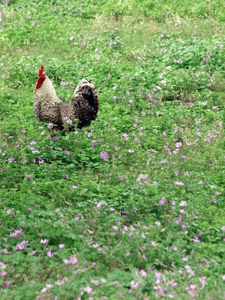 stock image Rooster in field of flowers