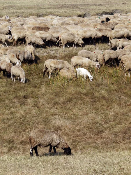 Rebaño de ovejas y cabras —  Fotos de Stock