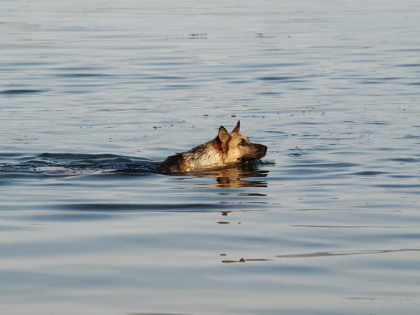 Yüzme köpek — Stok fotoğraf