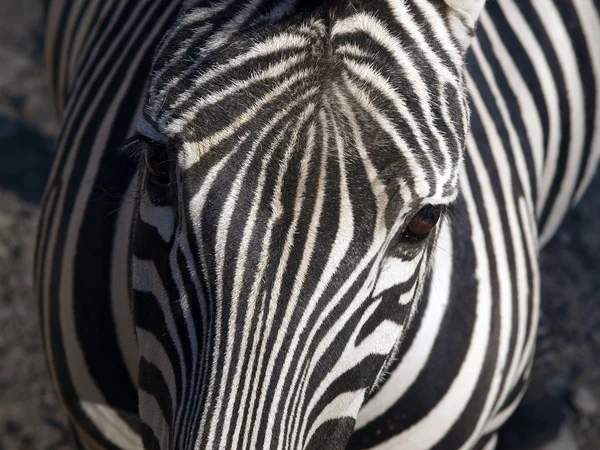 Zebra obličej — Stock fotografie