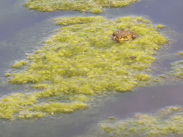 Rana verde descansando sobre plantas acuáticas —  Fotos de Stock