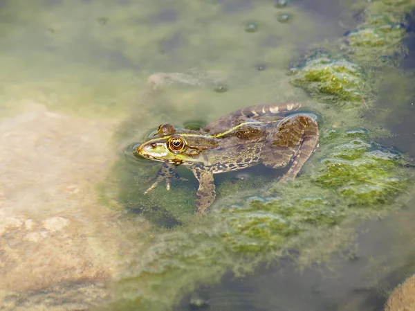 stock image Frog