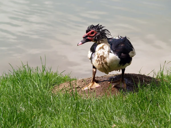 stock image Ugly bird