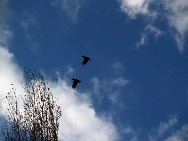 Dvě pták na modré obloze — Stock fotografie