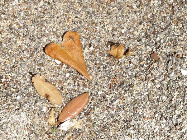 心形叶子在湿的海滩的沙滩上 — 图库照片