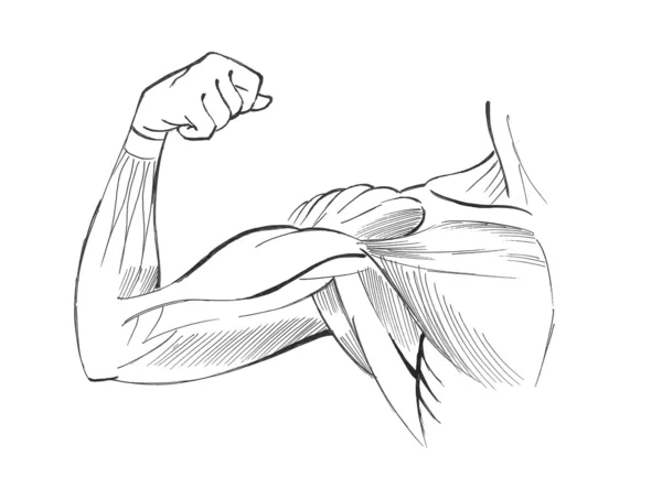 Mięśnie ramion — Zdjęcie stockowe