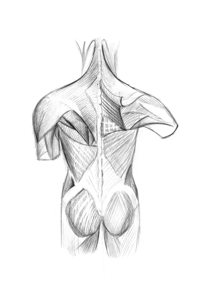 Ilustración de músculos — Foto de Stock