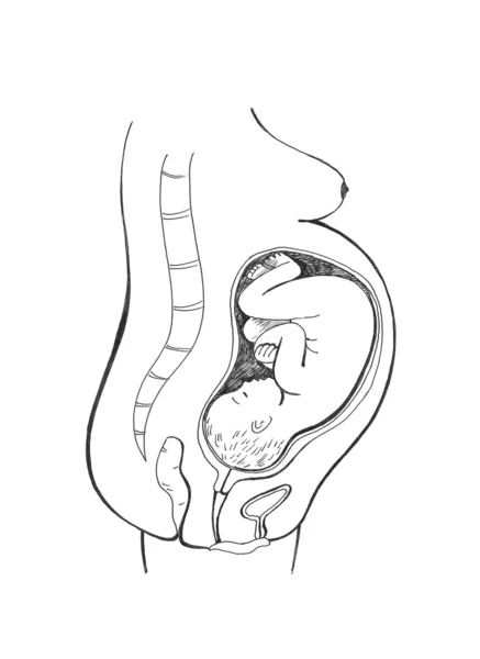 Kobieta w ciąży Obrazek Stockowy