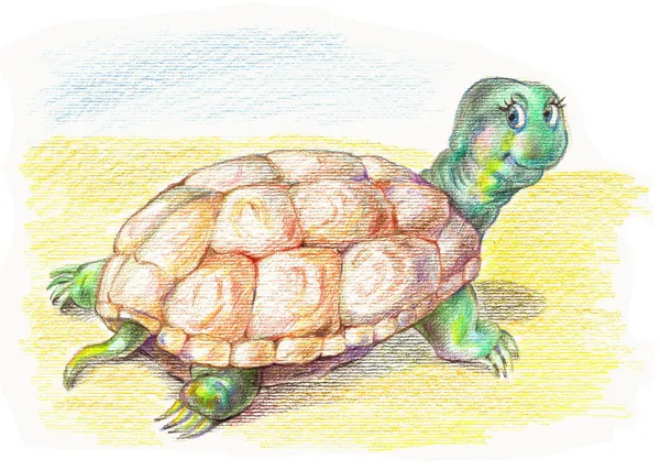 Śmieszne żółw — Zdjęcie stockowe