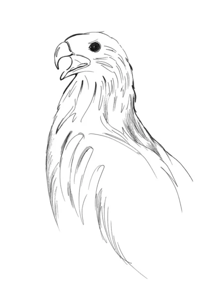 Хищная птица — стоковое фото