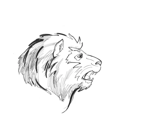 Λιοντάρι κεφάλι σκίτσο — Φωτογραφία Αρχείου