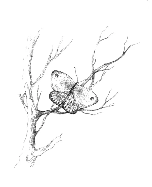 蝴蝶在树枝上 — 图库照片
