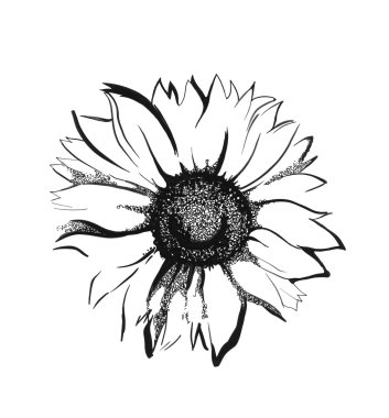 Sunflower sketch clipart