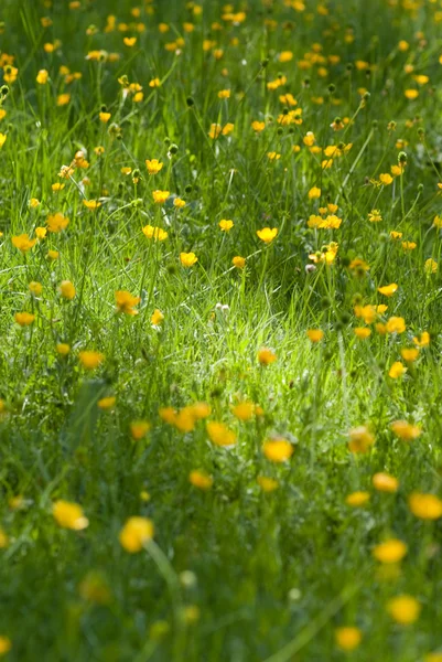 Campo de flores amarelo — Fotografia de Stock