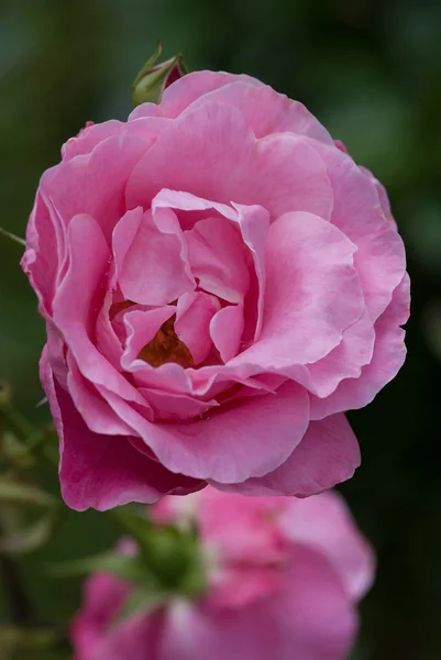 Jonge roze roos — Stockfoto