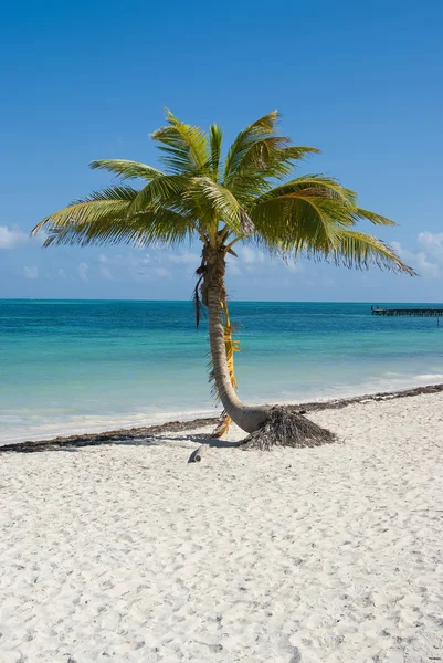 Beach palm — Zdjęcie stockowe
