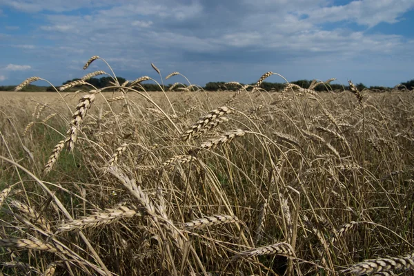 小麦 — 图库照片