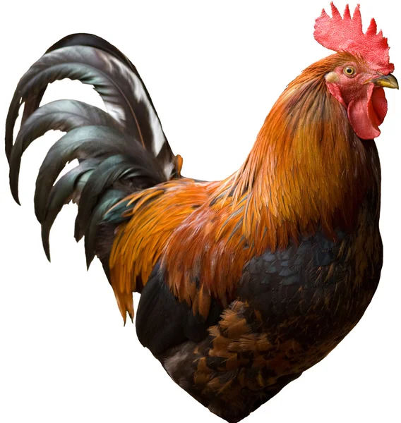 Cock profile — Stock Photo, Image