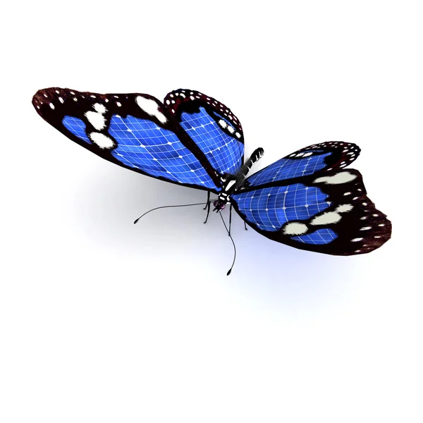 stock image Blue butterfly