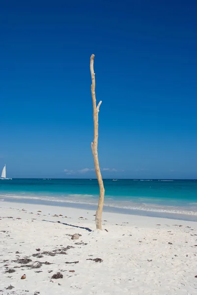 镀在海滩上的杂物树干 — 图库照片