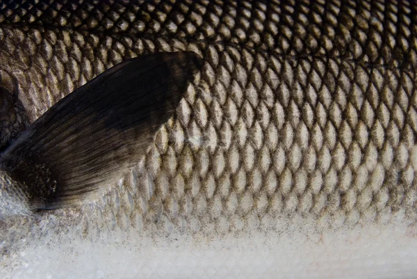 stock image Close up shot of a fish