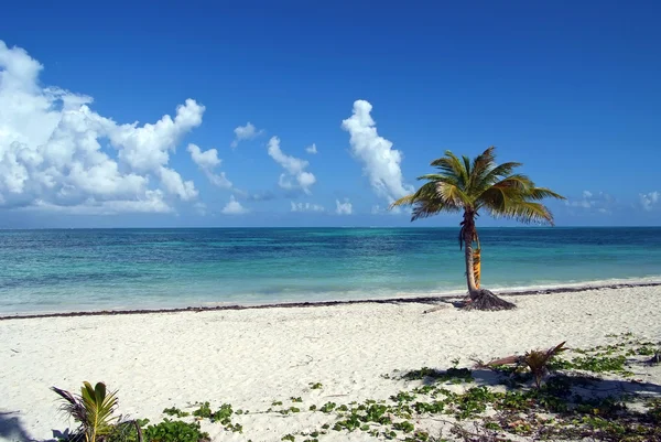 Kokosnötsträd på stranden — Stockfoto