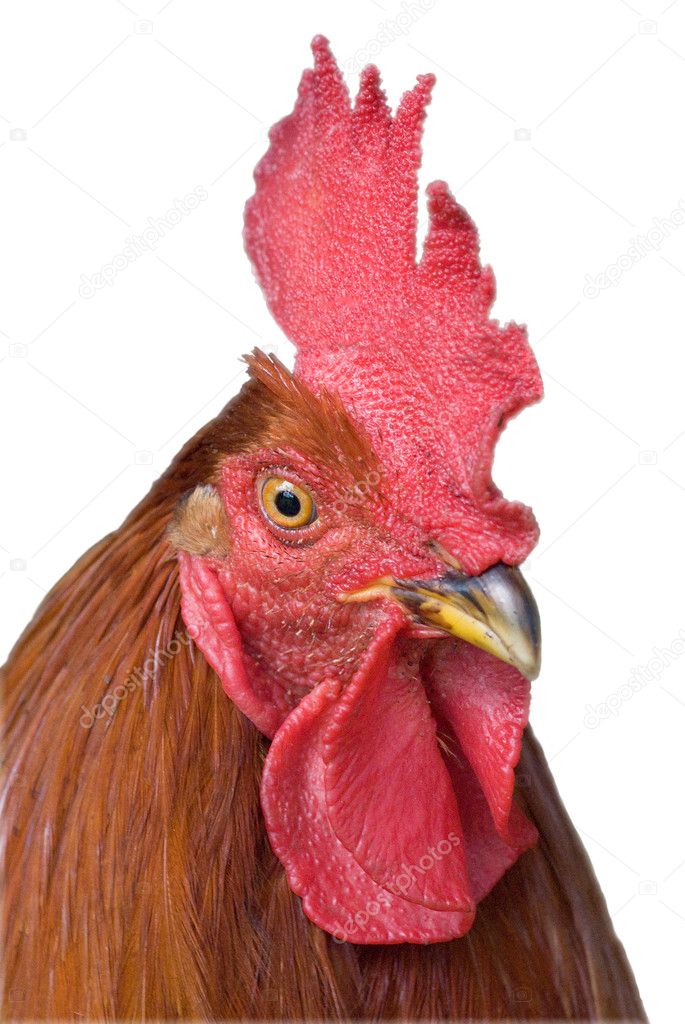 Cock portrait