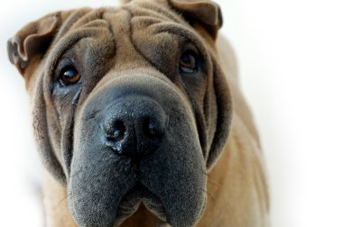 sharpei portresi