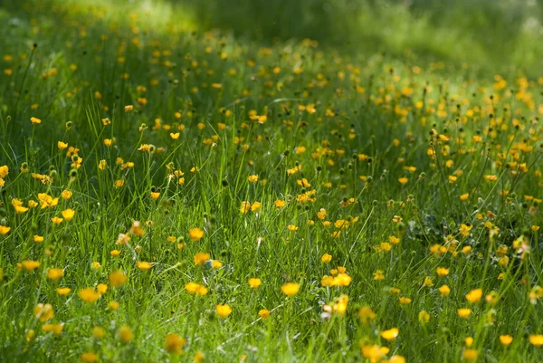 Gras en gele bloemen — Stockfoto