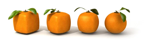 Πορτοκαλί εξέλιξη — Φωτογραφία Αρχείου