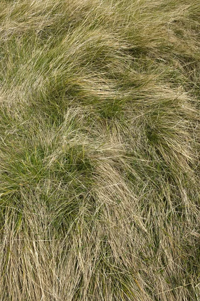 蔓的草坪 — 图库照片