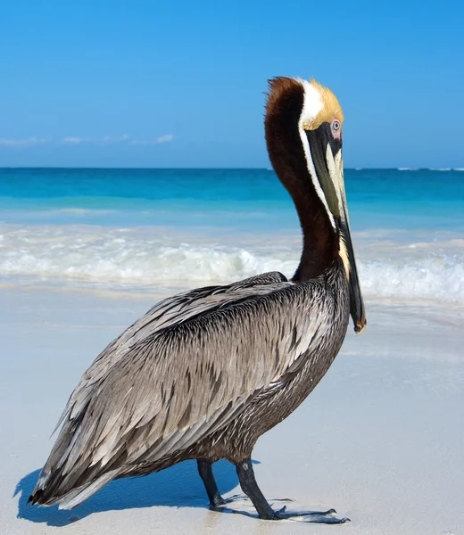 stock image Pelican on the beach