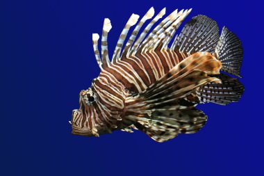 Lion fish clipart