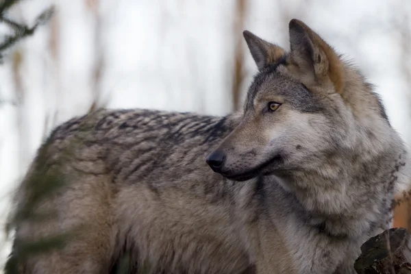 stock image Wolf