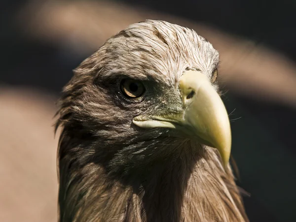 stock image Eagle