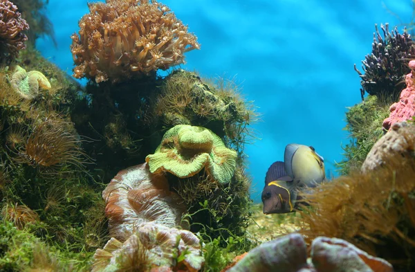 Belo aquário — Fotografia de Stock