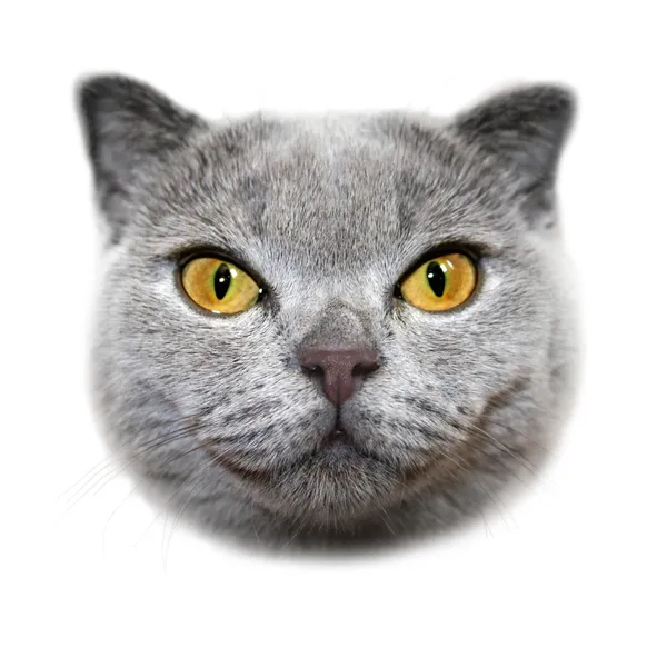 Skotský fold kočka. hlava — Stock fotografie