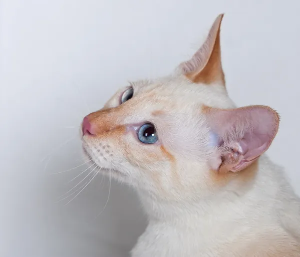 Belleza siamés gato rojo punto — Foto de Stock