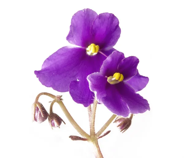 Фиолетовый на белом — стоковое фото