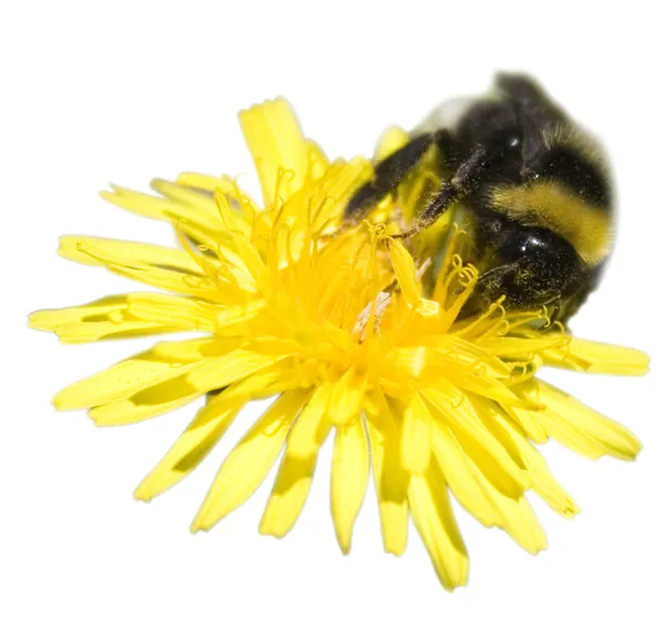 Bee on a dandelion — Stock Photo, Image