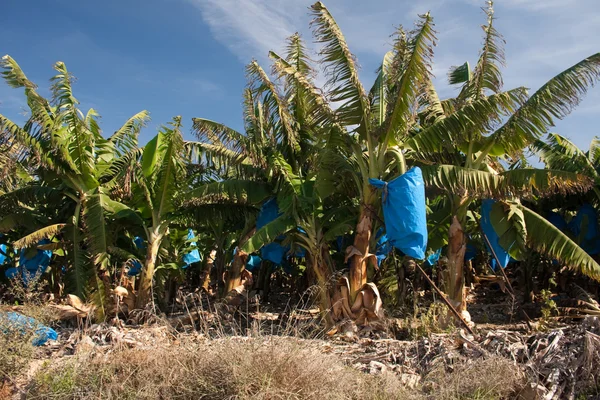 Tropical bananas — Stock Photo, Image