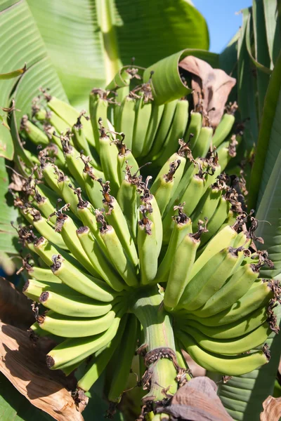 Tropische bananen — Stockfoto