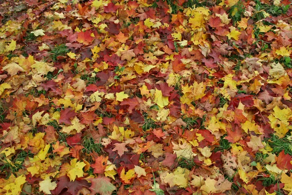 Tło liści — Zdjęcie stockowe