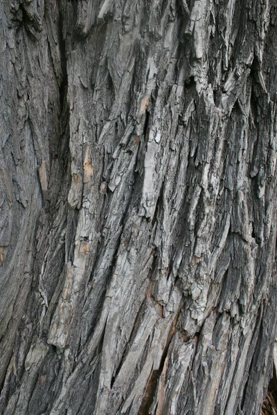 Corteza de un árbol — Foto de Stock