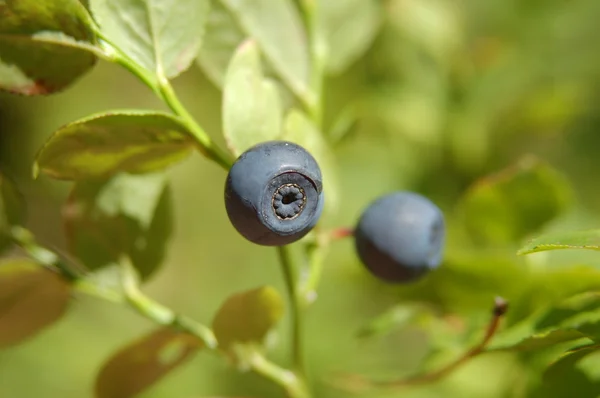 stock image Blueberry